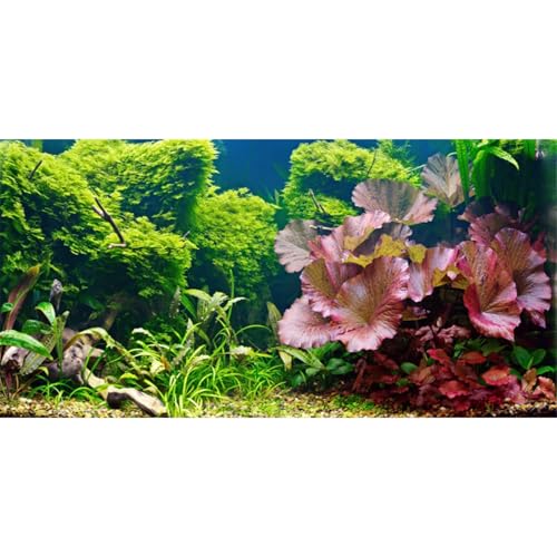 AWERT 36x24 inches Aquatic Plant Aquarium Background River Bed & Lake Fish Tank Background Vinyl - size: 36x24in/90x60cm