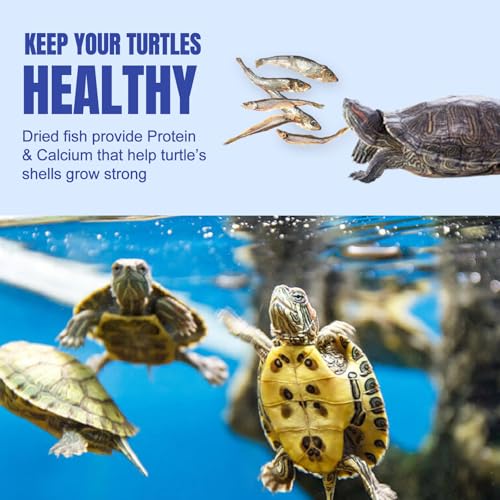 Amzey 3 Pack 0.8Oz (Total 2.4Oz or 68Gram Dried River Fish - Natural Food for Turtles, Terrapins, Reptiles and Large Tropical Fish - size: 0.8 Ounce (Pack of 3)
