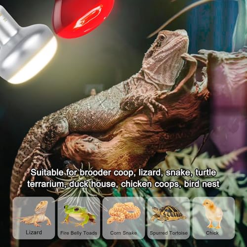 100W Reptile Heat Lamp Bulb, Day & Night Basking Spot Light Combo Pack Includes Infrared Heat Lamp and UVA Daylight Heating Lamp Basking Light for Lizards, Turtles, Chicken，Bearded Dragons - style: Day & Night Heat Lamp 100W