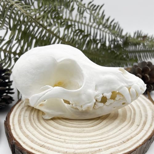 Taxidermy Real Animals Skull Decor - Model Animals Bones Specimen,Taxidermy Supplies for Science Education,Collection (Dog) - style: Dog Skull