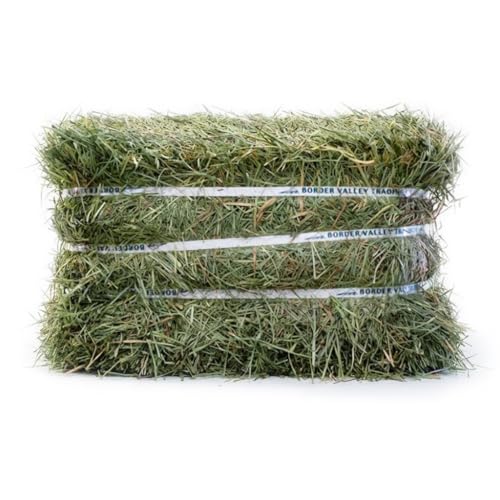 Border Valley Orchard Grass Hay Bale in Bag, 40 lb - Soft High Fiber Hay for Rabbits, Guinea Pigs, Chinchillas, Tortoises, Horses and Livestock - Leafy Grass Hay, Farm-to-Home Freshness