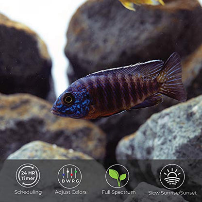 Current USA 24-36" Inch Satellite Freshwater LED Plus Full Spectrum RGB+W Light for Aquariums | Wireless 24 Hour Remote Control Fish Tank Lighting (4506) - size: 24-36 inch