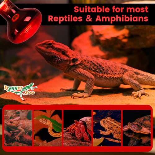 100W Infrared Heat Lamp Bulbs – 2-Pack Red IR Basking Light for Reptile & Amphibian, Silent Night-Time Heating, E26 Base, Bearded Dragon,Lizard,Turtle,Chicken - color: Red, size: 100W