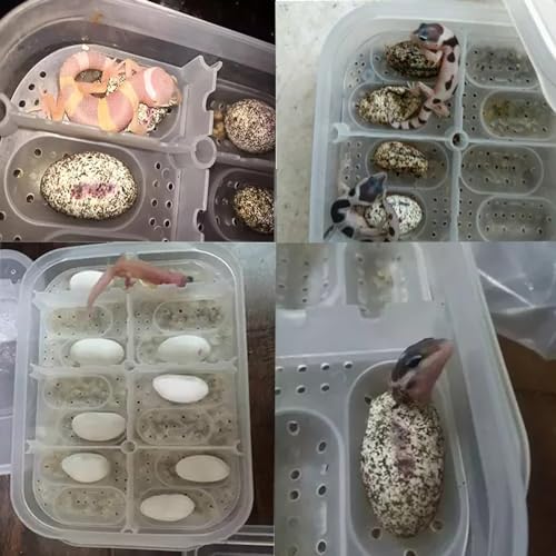 Reptile Breeding Box OMEM Reptile Lizard Incubation Box, Hatchery Box, Suitable for Hatching Snake, Lizards, Lions Mane, Reptiles (Black) | Lizard Incubation Box, Hatchery Box, Suitable for Hatching Snake, Lizards, Lions Mane, Reptiles - color: Random Col