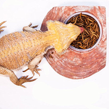 Healthy Herp Insectivore Reptile Treat Mealworms - All Natural, Nutritious Turtle Food, Bearded Dragon Tank Accessories - for Bearded Dragons, Box Turtles, Aquatic Turtles - 0.95 oz (27g)