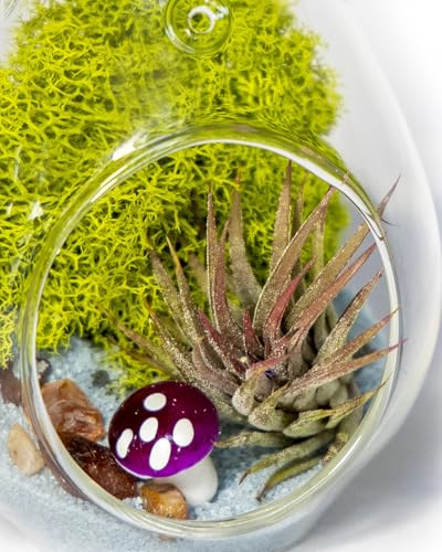Creations by Nathalie - DIY 5" Terrarium Kit with Live Air Plant (Local & Fresh from Florida), Glass Tear Drop, Reindeer Moss, Figurine, Healing Crystal Chips and Sand - Handmade in USA - color: 5" Teardrop