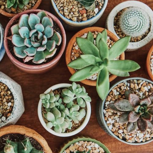 Doter Succulent & Cactus Soil Potting Mix 1qt, Chunky Dirt with Fast Draining Fits for Bonsai, Terrarium and Houseplant - color: Succulent & Cactus Soil, size: 1qt