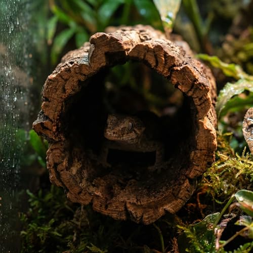 DECHOUS Natural Cork Bark for Reptile Hideout Round Cork Bark Tube Terrarium Accessories 7.8x3in Wood Tree Trunk Climbing Hide for Gecko Lizard Snake Spiders Bearded Dragons Tank Decor