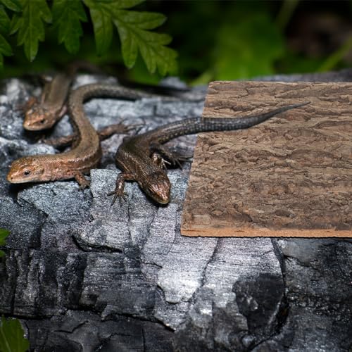 BESPORTBLE Cork Terrarium Background Natural Reptile Bark Backdrop for Climbing Lizard Habitat Decor for Bearded Dragons and Other Reptiles Aquarium Landscaping