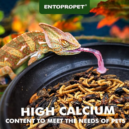 Dried Mealworms and Crickets - Higher in Calcium Bearded Dragon Food, 5 oz - size: 5 Ounce (Pack of 1)