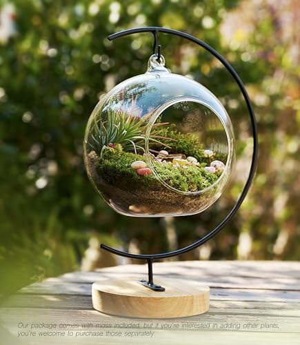LUCKYRUNES DIY Terrarium Kit with Live Moss, 15-Piece Glass Globe Set with Wooden Stand, Tools, Soil, Stones & Spray Bottle, Indoor Mini Garden Gift for Plant Lovers, Home Desk Decor