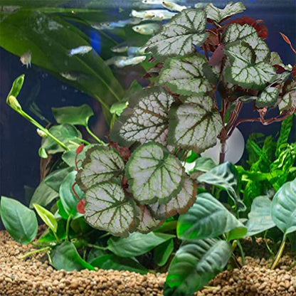 Ipetboom Suction Cups for Hanging Plants Reptile Plants Terrarium Plants Leaf for Reptile Terrarium Plants Indoor Reptile Tank Decor Plant for Reptile Terrarium Hanging Reptile Habitat