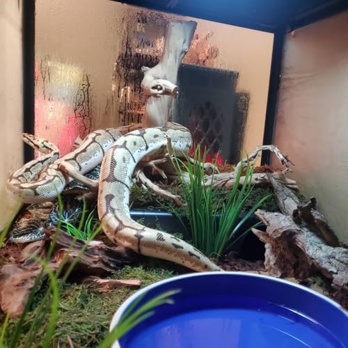 Amypet Different Size Reptile Use Hide Cave for Snakes,Reptiles, Ball Pythons Durable Material Easy to Clean 10.2 x7.48 x 2.75inch (L) - size: L