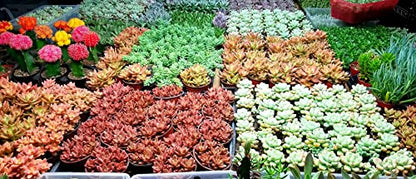 Fat Plants San Diego Premium Cacti and Succulent Potting Mix Soil - for Cactus Palm Tree Citrus Plant Grown in Gardening Containers - Indoors & Outdoors Use - with Natural Food/Fertilizer - size: 2 Gallons