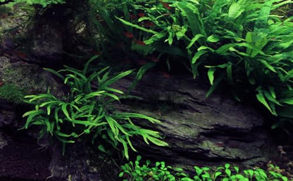 Natural Slate Stones 8 to 10 Inches - USA Sourced and Packaged for Aquascaping Aquariums, Terrariums, Paludariums, Reptile Enclosures, and Gardens (8-9 lbs)
