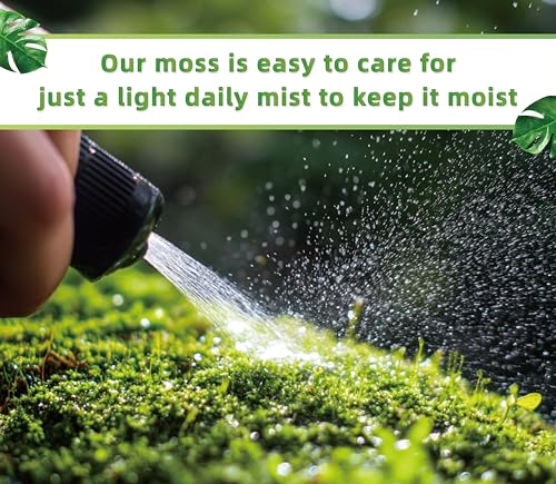 LUCKYRUNES Live Moss for Terrarium Bedding & Reptile Enclosures | Moisture-Holding Layer, Humid Hide Accent, Forest-Floor Look, Easy to Trim, For Frogs, Geckos, Turtles, Snakes