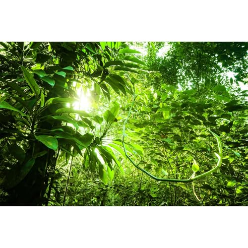 Jungle Aquarium Background Tropical Dense Jungle View Terrarium Background Morning Sun Flare Tropical Plants Fish Tank Background Sun Ray Over Tropical Forest Reptile Habitat Background 24x12in - color: Leaf Light Green, size: 24(W)x12(H)inches/ 60(W)*30c