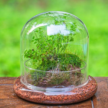 Small Glass Cloche Dome with Base for Plants 5.9 x 5.9 x 5.7 Inch | Clear Glass Cloche Bell Jar - Home Tabletop Display Terrarium, Indoor Decorative (No Plants Included)