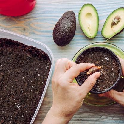 Organic Avocado Tree Potting Soil Mix 4qt, Enhance Growth and Transplant Success for Avocado Plants - size: 4qt