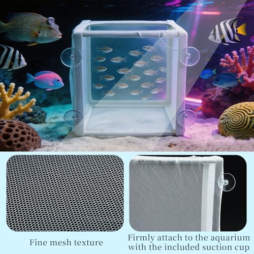 MY MIRONEY 6.3" x 5.63" x 6.22" Fish Incubator Mesh Box Aquarium Breeder Box White Nylon Mesh Juvenile Fish Separation Net Fry Hatchery with Suction Cups Pack of 2 - style: 6.3" x 5.63" x 6.22"; White; without Divider