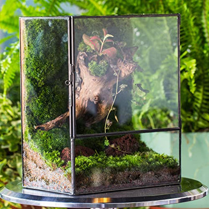 NCYP Close Glass Terrarium with Door - 7.8 x 5.1 x 9.8 Inches Geometric Landscape Clear Planter for Small Tropical Plants - Indoor Tabletop Centerpiece, Garden Decor (Terrarium Only) - size: 7.8x5.1x9.8 inches