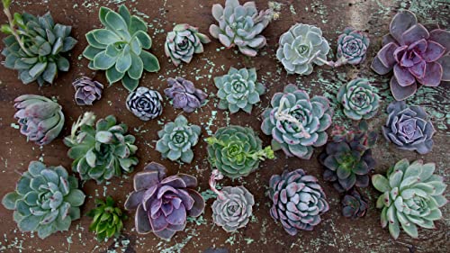 Espoma Organic Cactus Potting Soil Mix, Natural & Organic Soil for Cactus, Succulent, Palm, and Citrus Grown in containers Both Indoors and Outdoors, 4 qt, Pack of 1 - size: Pack of 1