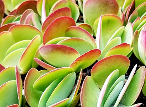 Fat Plants San Diego Premium Cacti and Succulent Potting Mix Soil - for Cactus Palm Tree Citrus Plant Grown in Gardening Containers - Indoors & Outdoors Use - with Natural Food/Fertilizer - size: 2 Gallons