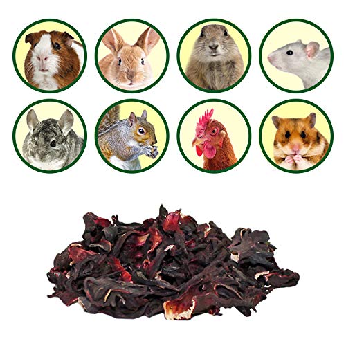 Hibiscus Flower Treat (1oz)- Healthy Natural Dried Flower Herbivore Treat - Chinchillas, Guinea Pigs, Rabbits, Prairie Dogs, Degus, Hamsters, Rats, Squirrels, Sugar Gliders & Other Small Pets - size: 1 Ounce (Pack of 1)