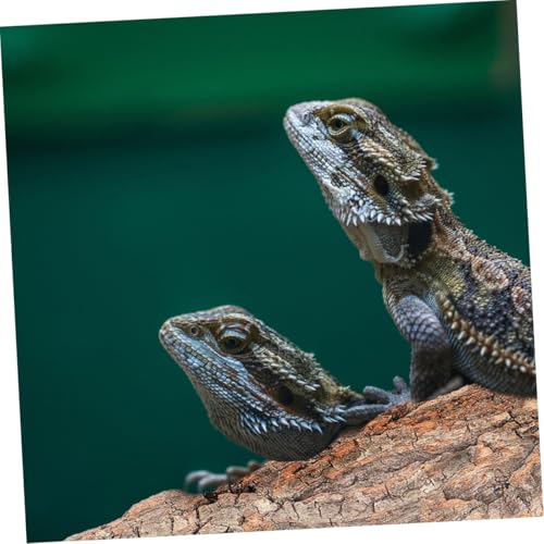 8pcs Natural Reptile Tree Bark Decor for Terrarium Safe Wear-Resistant Background for Lizard Gecko Snake Enclosures Aquatic Reptile Environments - size: 23.00X7.50X1.00CM