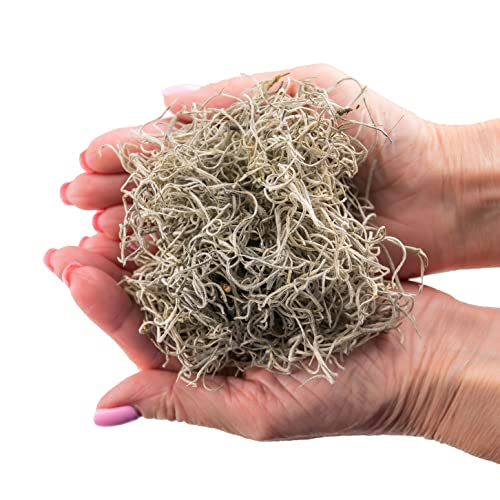 Gardenera Premium Natural Spanish Moss Natural Preserved - Great Ground Cover - Filler for Potted Plants - 1 Quart Bag, GRD-SPANISH-MOSS-1QT - color: SPANISH MOSS, size: 1 Quart