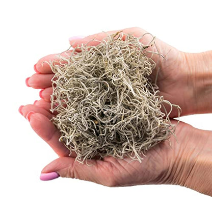 Gardenera Premium Natural Spanish Moss | Natural Preserved - Great Ground Cover - Filler for Potted Plants - 2 Quart Bag (GRD-SPANISH-MOSS-2QT) - color: SPANISH MOSS, size: 2 Quart