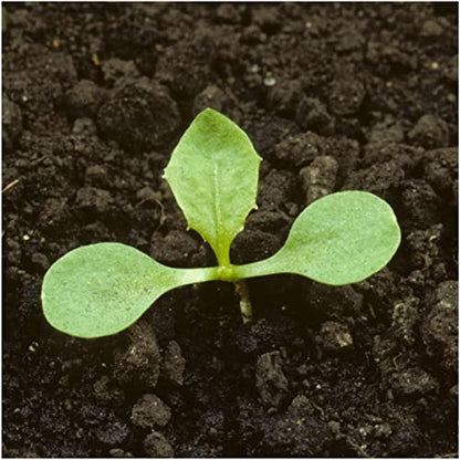 Seed Needs Garnet Stem Dandelion Seeds to Plant Heirloom & Non-GMO 2 Packs - size: 2 Packs, style: Garnet Stem Dandelion