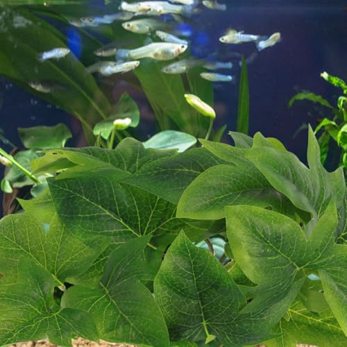BESPORTBLE 2pcs Artificial Hanging Plant for Reptile Habitat with Suction Cup, Lifelike Plastic Leaf Terrarium Decor, 23 Leaf Monstera and Sweet Potato, Suitable for Amphibians