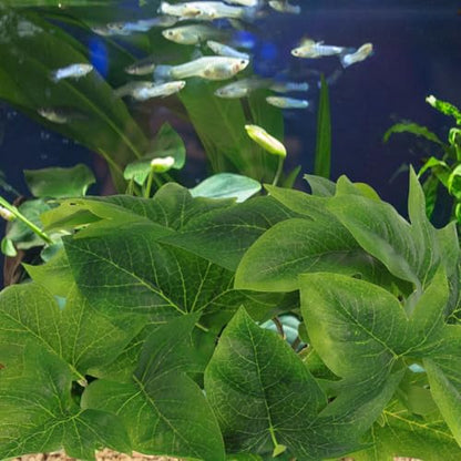 BESPORTBLE 2pcs Artificial Hanging Plant for Reptile Habitat with Suction Cup, Lifelike Plastic Leaf Terrarium Decor, 23 Leaf Monstera and Sweet Potato, Suitable for Amphibians