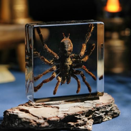 Taxidermy Spider, Real Spider Specimens High Quality Resin Insect for Science Education, Spider Decor Great Gift for Taxidermy, Oddities, Biology (2.95 x 2.95 x 0.98 inch) - color: Spider Specimen (2.95 inch)