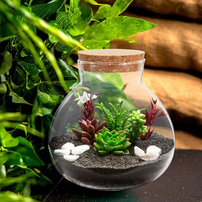 NUOBESTY Glass Terrarium Jar with Cork Lid, 6x6.3 Inch Closed Terrarium for Succulent Moss and Fern, DIY Miniature Desktop Garden for Home & Office Decor (No Plants)