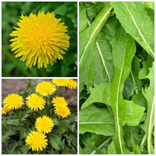 Seed Needs Dandelion Seeds to Plant Heirloom & Non-GMO Herbs 5 Packs - size: 5 Packs, style: Common Dandelion