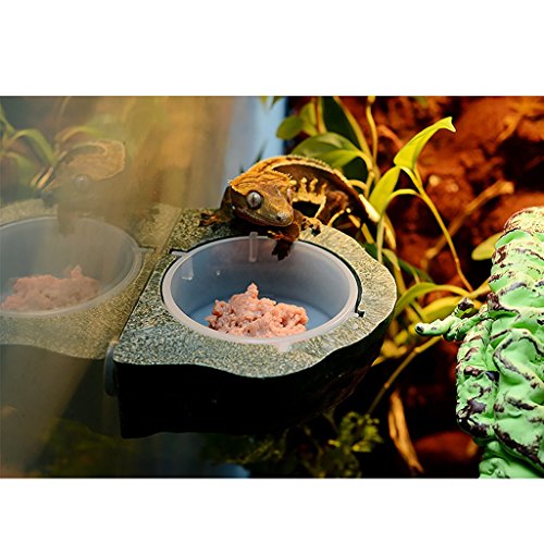 Magnetic Reptile Food Water Bowl Terrarium Reptile Feeder Feeding Dish for Gecko, Lizard, Turtle (Green) - color: Green