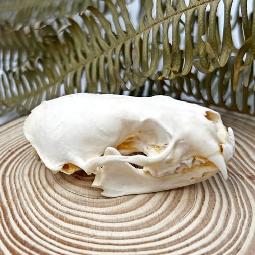 Taxidermy Real Animals Skull Decor - Model Animals Bones Specimen,Taxidermy Supplies for Science Education,Collection (Mink Skull) - style: Mink Skull