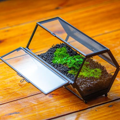 NCYP Small Glass Terrarium Enclosure with Mesh & Door for Tiny Beetle, Jumping Spiders, Hexagon Vented Glass Terrarium 6.8'' x 4.1'' x 3.6'', Indoor Decor, Black (Plants Not Include) - size: 6.8'' x 4.1'' x 3.6''