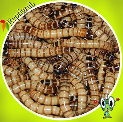 Live Superworms - Kingworms for Feeding Reptiles, Chickens, Fish (2000)