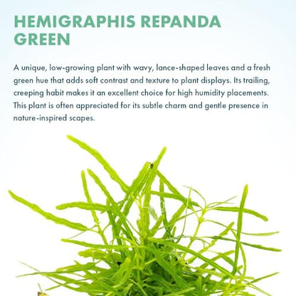 SubstrateSource Live Jungle Plants - Hemigraphis repanda 'Green' (Hemigraphis sp.) - Low to Medium Light, Green, Terrarium or Paludarium Placement, Textured Groundcover Rosette - Pot - color: Hemigraphis Repanda Green, size: Pot