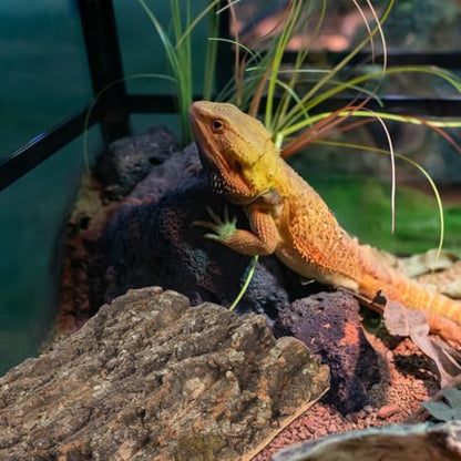 IMIKEYA 2 Pcs Natural Cork Bark Platform, Reptile Climbing and Basking Decor for Lizards, Geckos, Turtles, Spiders, Hamsters and Terrariums