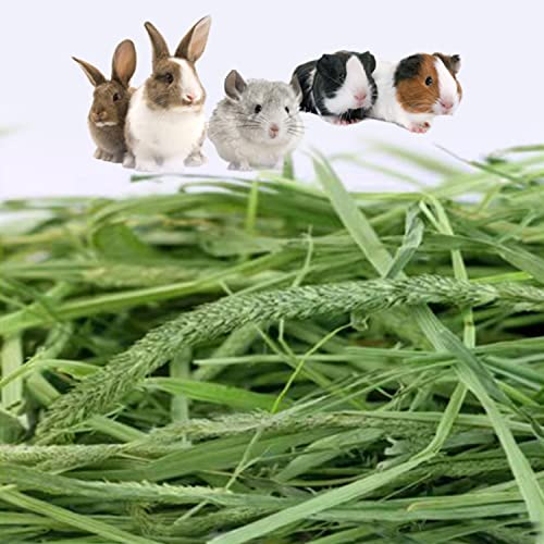 Timothy Hay, 2.2LBS Small Pet Feed | Premium dust free natural fresh timothy hay, for rabbits, tortoises, guinea pigs, chinchillas, 2 packs of 1.1lbs each