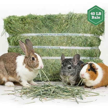 Border Valley Orchard Grass Hay Bale in Bag, 40 lb - Soft High Fiber Hay for Rabbits, Guinea Pigs, Chinchillas, Tortoises, Horses and Livestock - Leafy Grass Hay, Farm-to-Home Freshness
