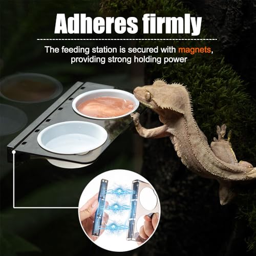 Magnetic Gecko Ledge, Reptile Feeder Ledge with 2 Feeding Cups, Reptile Food & Water Bowl for Arboreal Reptiles, Tree Frogs, Geckos, Beetles, Chameleons - color: Double Bowl