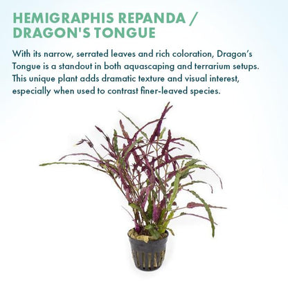 SubstrateSource Live Jungle Plants - Hemigraphis repanda (Hemigraphis sp.) - Low to Medium Light, Purple Green, Terrarium or Paludarium, Textured Rosette Groundcover - Pot - color: Hemigraphis Repanda, size: Pot