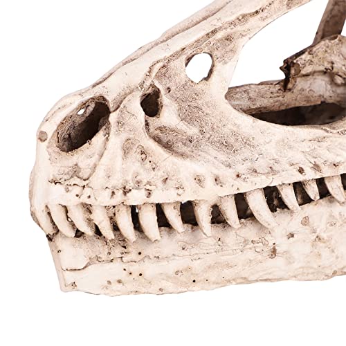 HERCHR 3D Dinosaur Skull Decor, Reptile Resin Dinosaur Skull Decoration Aquarium Decoration Model Dinosaur Animal Skull Reptile Ornament for Craft Teaching Prop Home Office Decor