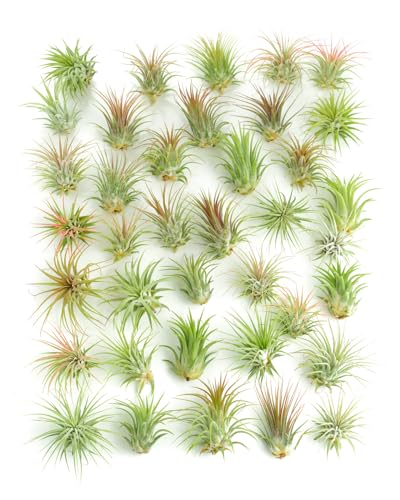 Shop Succulents Ionantha Tillandsia Air Plants, Assorted Mini Live Indoor Plants for Home Decor & Gifts, Low Maintenance, Natural Air Purifier, Hanging Plants, Favors, Terrarium Plants, Pack of 100 - size: 100 Pack, style: Ionantha Collection