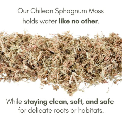 Mossify Premium Sphagnum Moss for Plants 150g, 5.3 Oz - Long Fiber Moss for Plants Indoor, Orchids, Terrariums, Gardening, Reptiles – Moisture Plant Moss for Propagation, Soil & Habitat Bedding - size: 150g (5.3 oz)